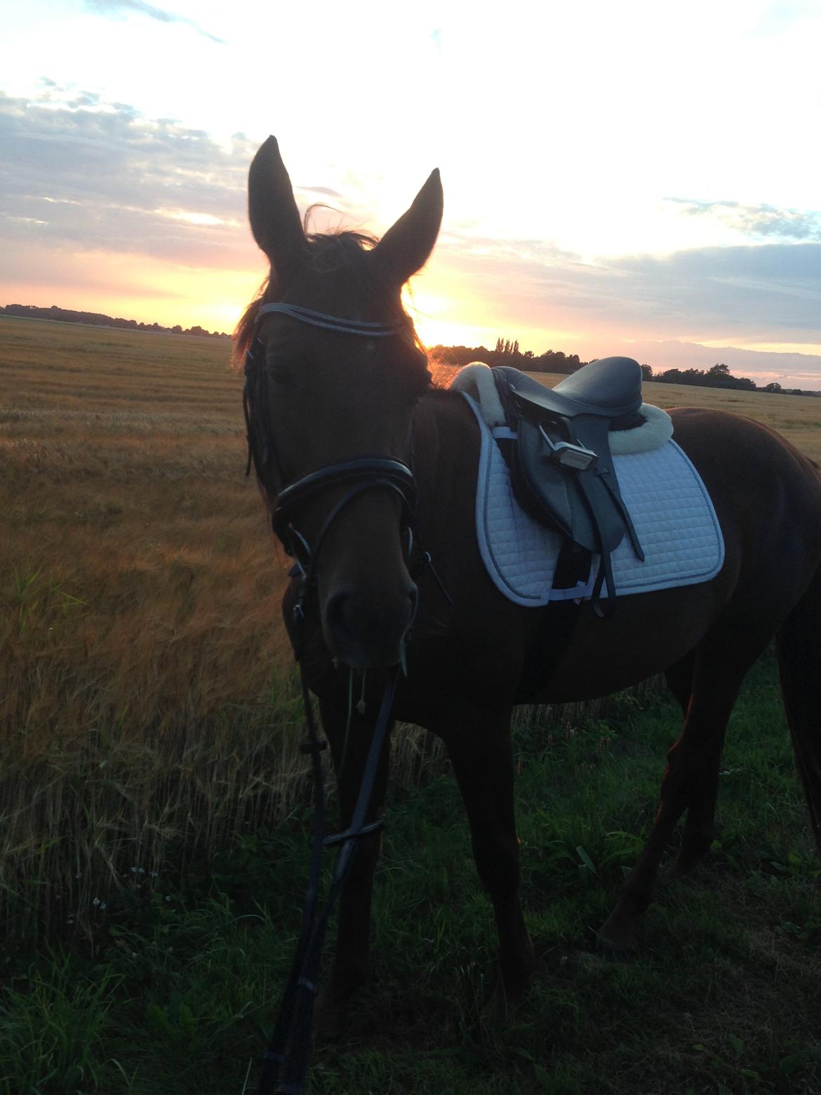 Dansk Varmblod Gabi billede 20