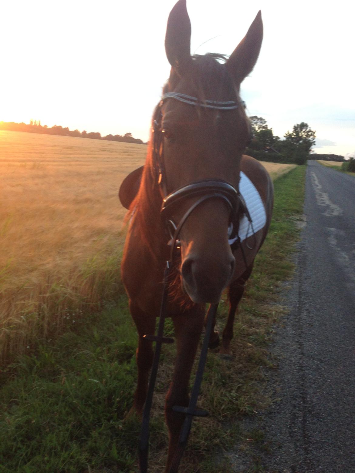 Dansk Varmblod Gabi billede 21