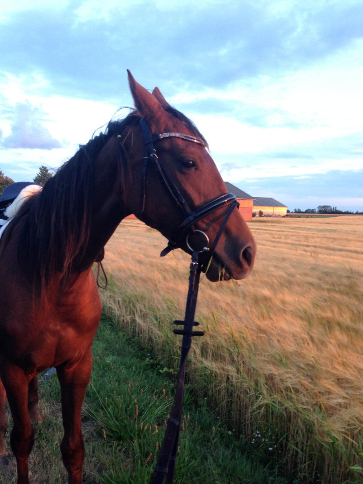 Dansk Varmblod Gabi billede 22