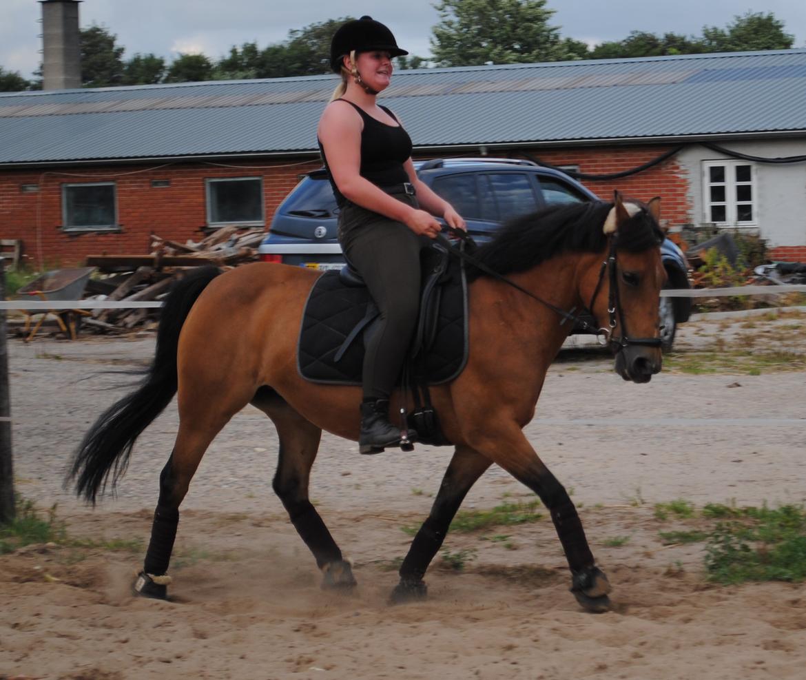 Hollandsk Sportspony Jasmijn billede 5