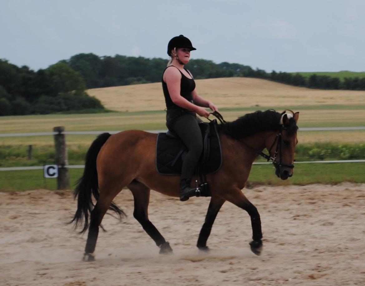 Hollandsk Sportspony Jasmijn - Træning d. 30-07-2013 billede 14