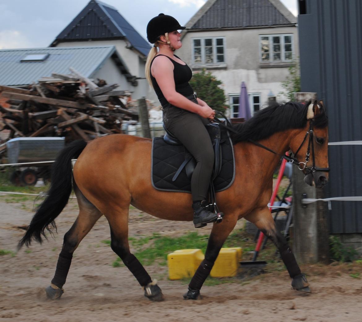 Hollandsk Sportspony Jasmijn - Træning d. 30-07-2013 billede 12