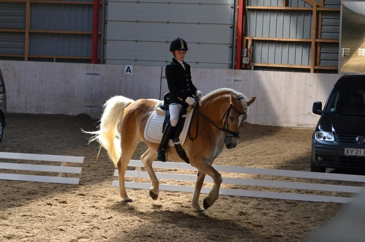 Haflinger Wictoria Sandagergaard - Haflinger DM billede 4