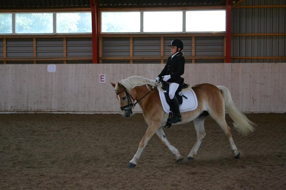 Haflinger Wictoria Sandagergaard - Haflinger DM billede 3