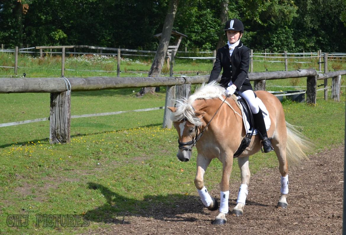 Haflinger Wictoria Sandagergaard - Velkommen til Wictoria's profil. billede 1
