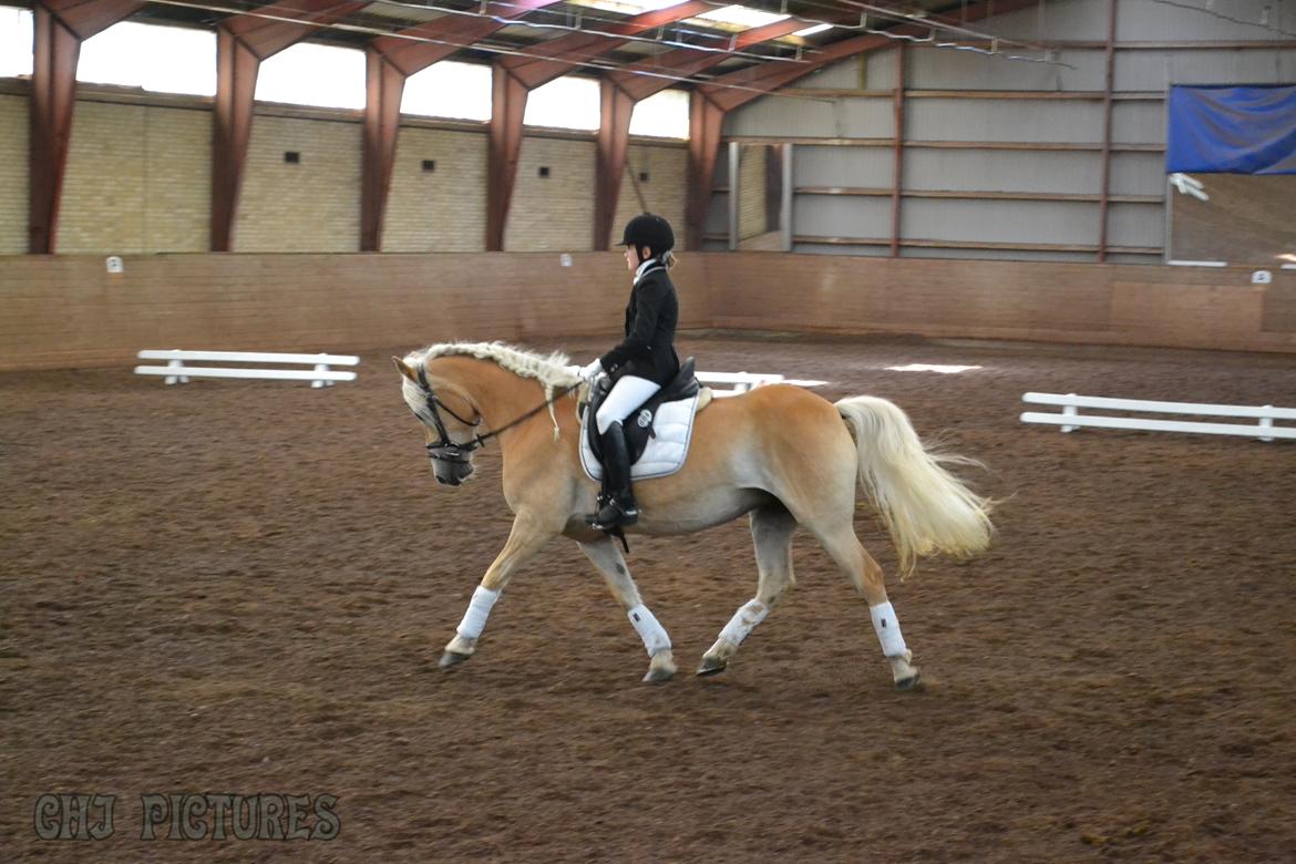 Haflinger Wictoria Sandagergaard - 1. plads med Wicce.  billede 5