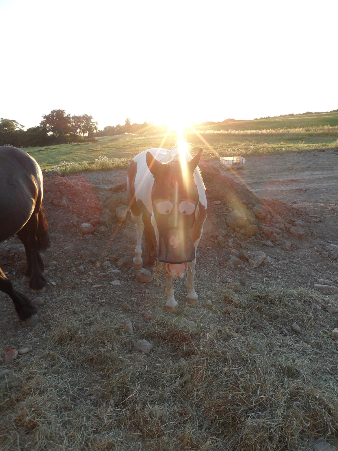 Pinto Araber |Grethe|tidligere hest - solgt - Grethe i solnedgangen, med hendes mega seje fluenet;) billede 13