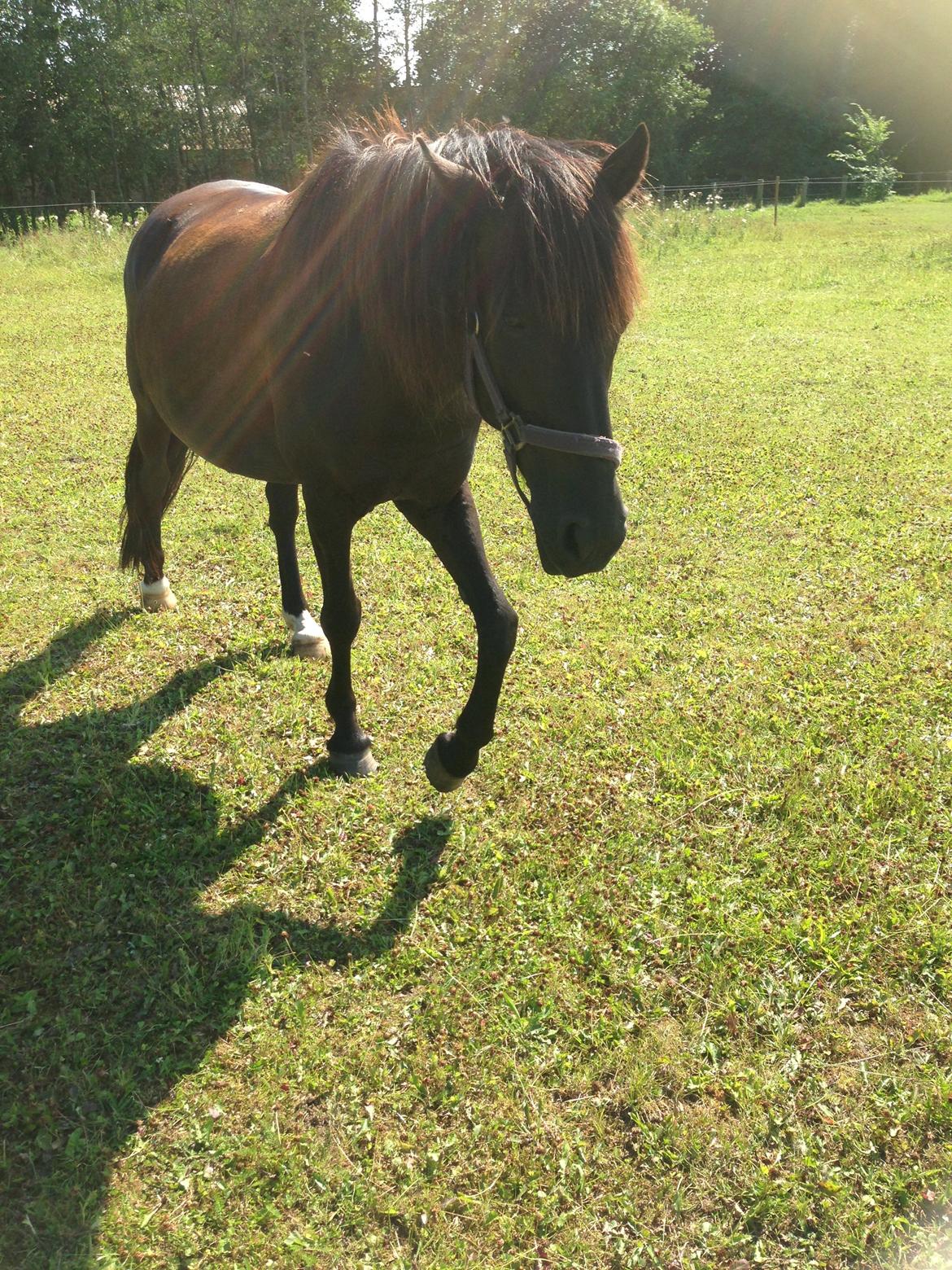 Pinto Dark Prinsess Andjelina billede 20