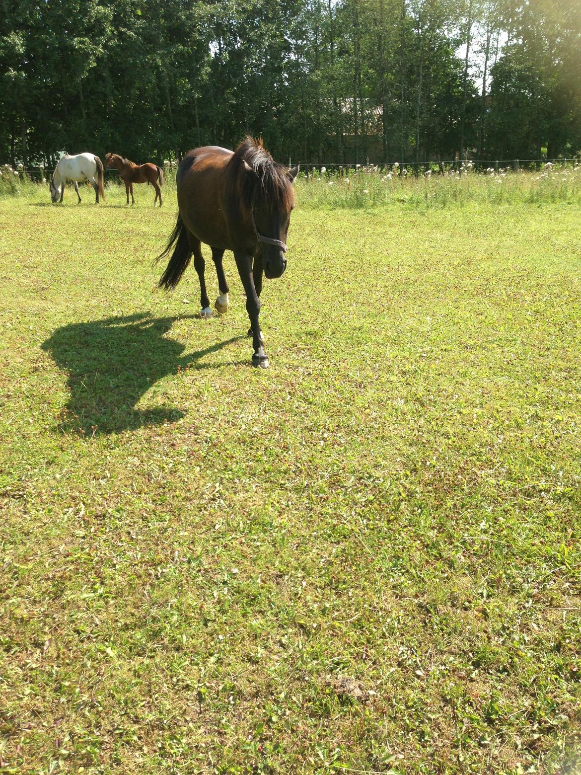 Pinto Dark Prinsess Andjelina billede 21