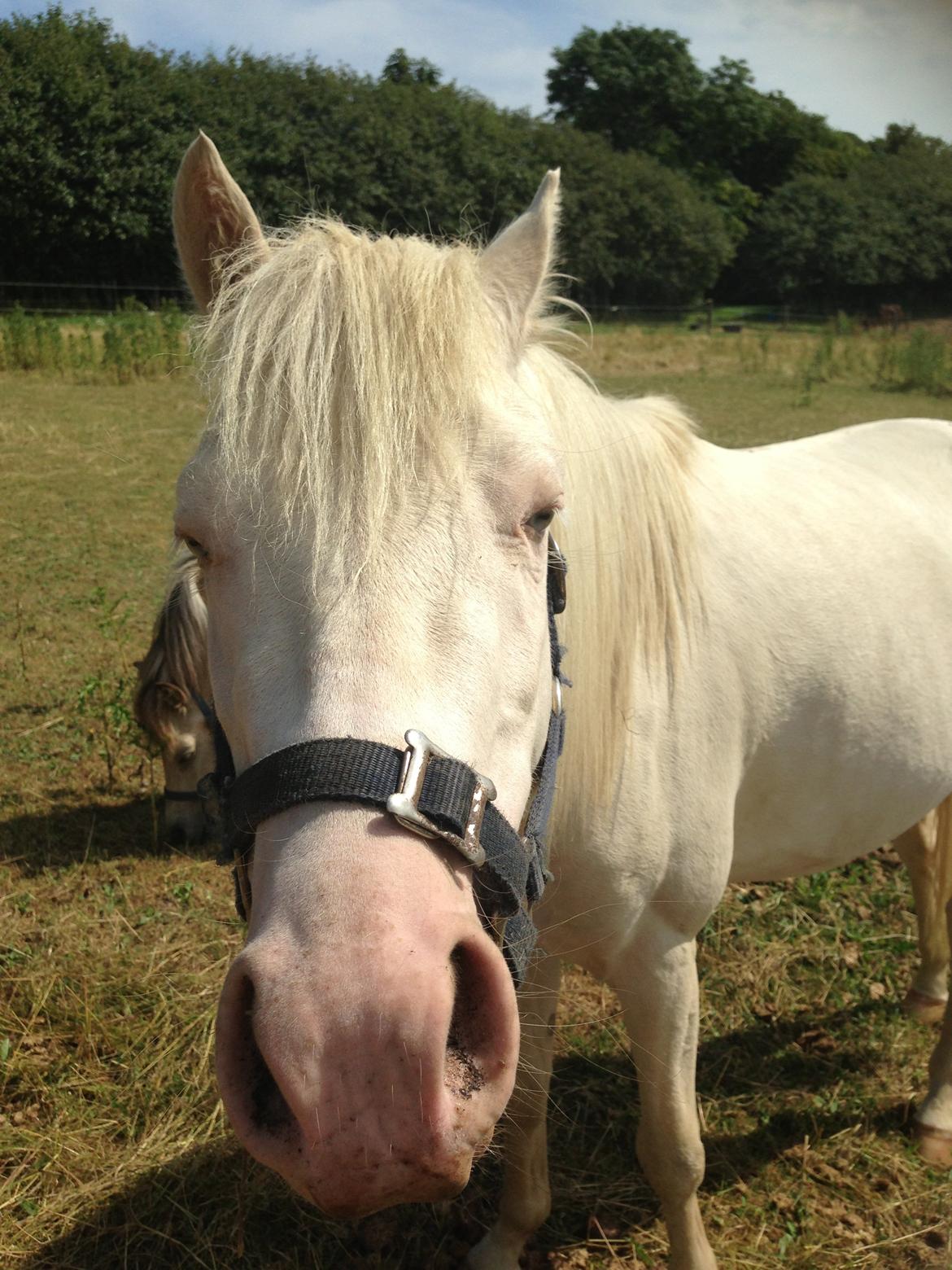 Welsh Pony (sec B) Aastrupgaards Aayan - Jamen davs da!;D billede 9