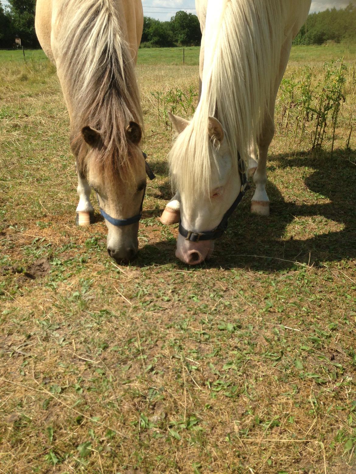 Welsh Pony (sec B) Aastrupgaards Aayan - FRIENDS FOREVER!<3 billede 10