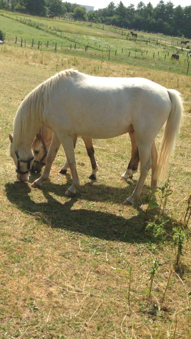 Welsh Pony (sec B) Aastrupgaards Aayan - You'r so beautifull Aayan!<3 billede 14