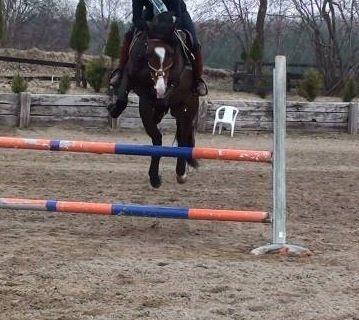 New Forest Romeos Geiger billede 12