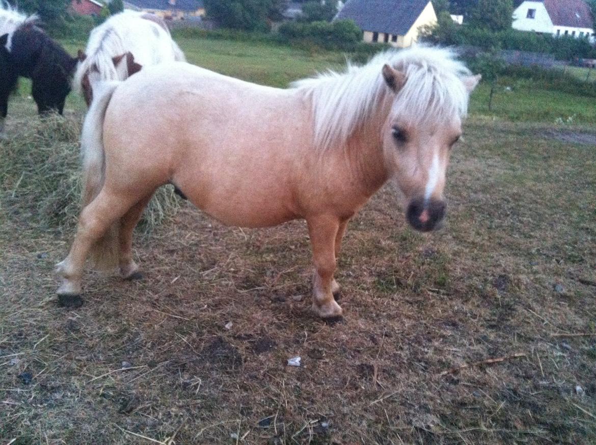 Shetlænder Brafs Poker - Pokemon <3 - Juli 2013 billede 25