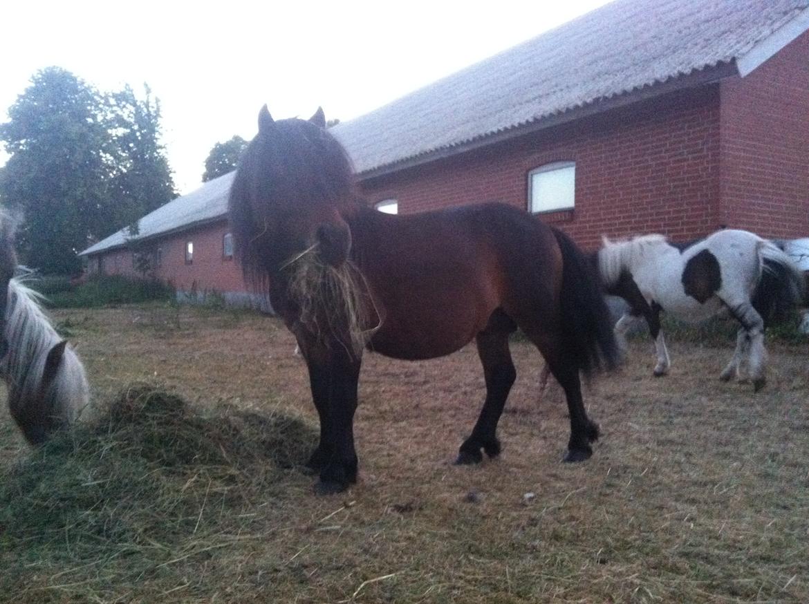 Shetlænder Dalbo´s Warrior - Walle manden <3 - Juli 2013 billede 24