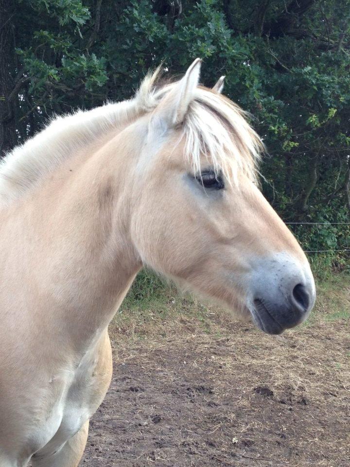 Fjordhest Jasper | Min bedsteven!<3 billede 18