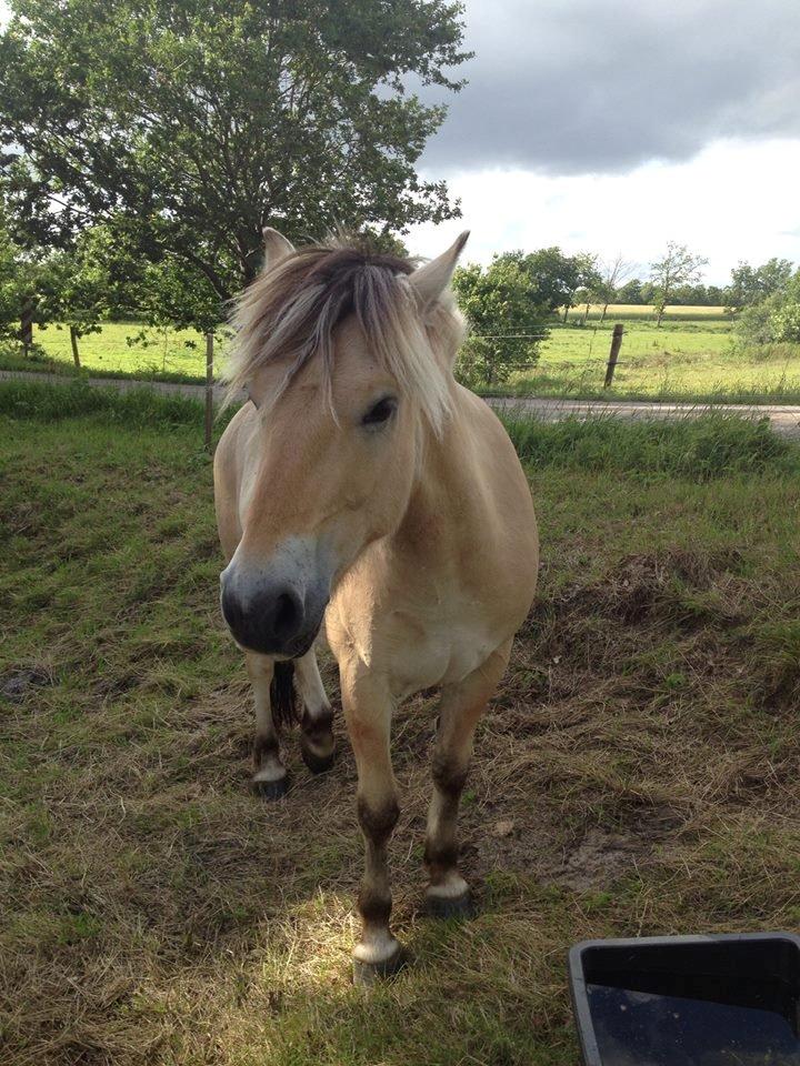 Fjordhest Jasper | Min bedsteven!<3 - Jasper :-) billede 19