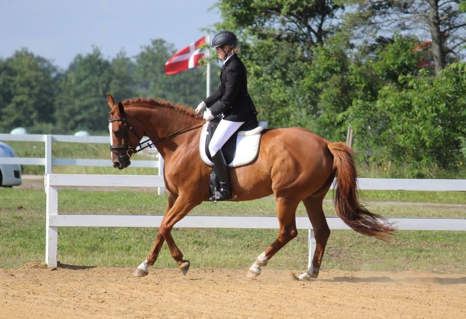 Dansk Varmblod Witte-P's Sun-light - Taget af CHS-photo. billede 14