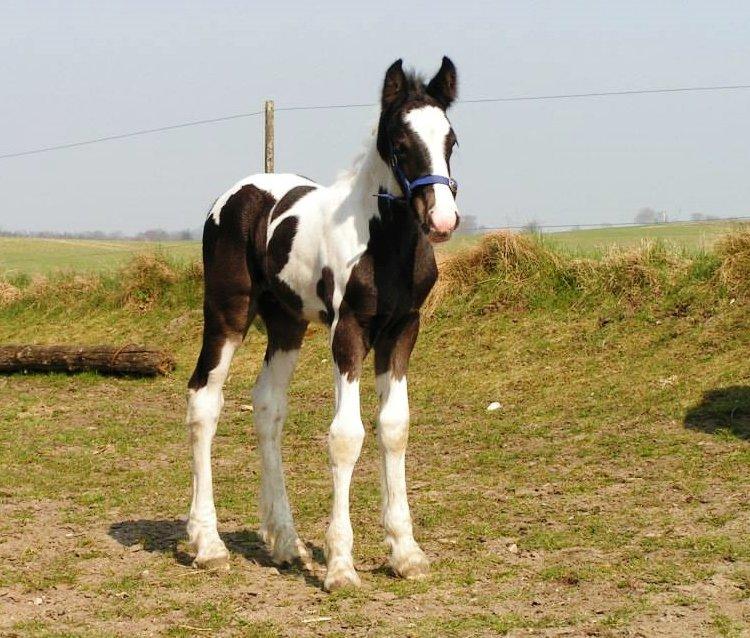 Irish Cob Hauge's Gilroy billede 10