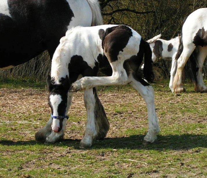 Irish Cob Hauge's Gilroy billede 11