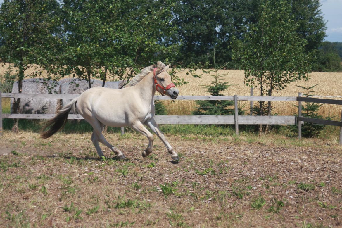 Fjordhest Rolighedens Lupin billede 3