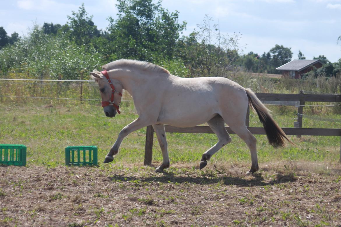 Fjordhest Rolighedens Lupin - Velkommen til Rolighedens Lupin - Som er sat til salg. billede 1