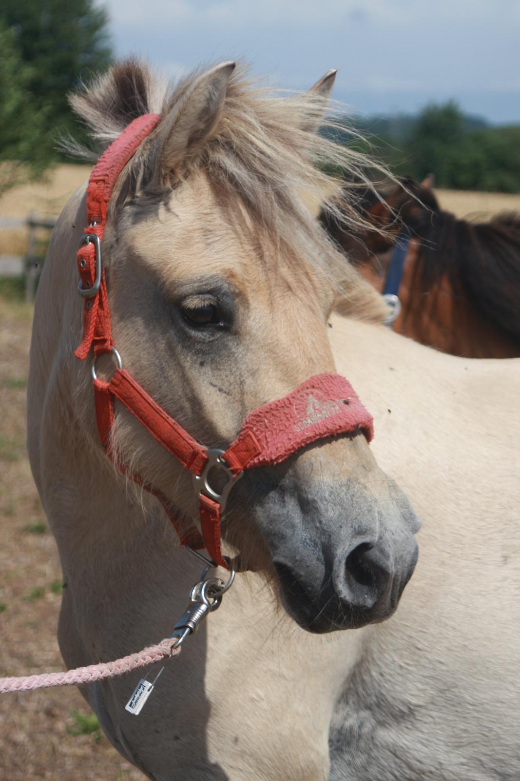 Fjordhest Rolighedens Lupin - Hey Lækre. billede 2