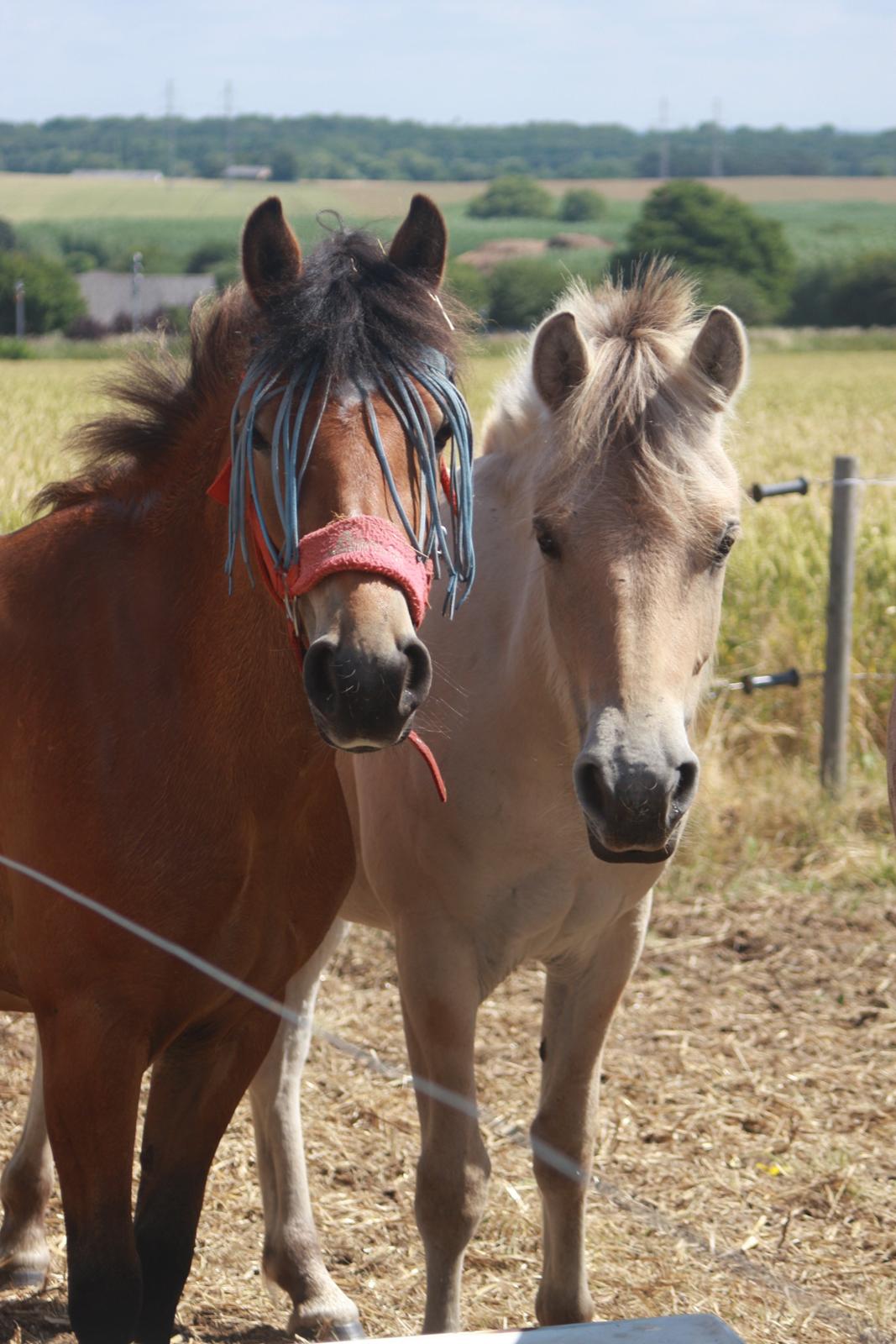 Fjordhest Rolighedens Lupin billede 4