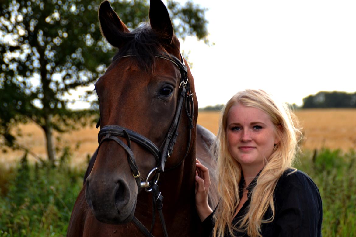 Dansk Varmblod Silhouette billede 1