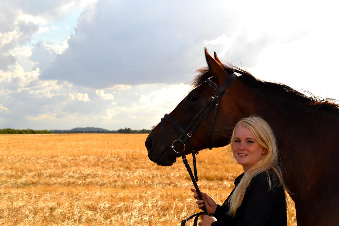 Dansk Varmblod Silhouette billede 6