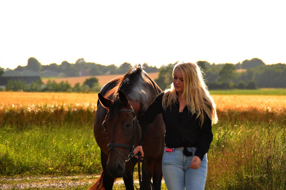 Dansk Varmblod Silhouette billede 20