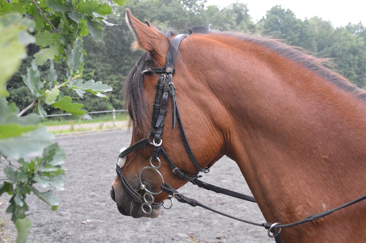 Arabisk fuldblod (OX) Wafeeq OX billede 13