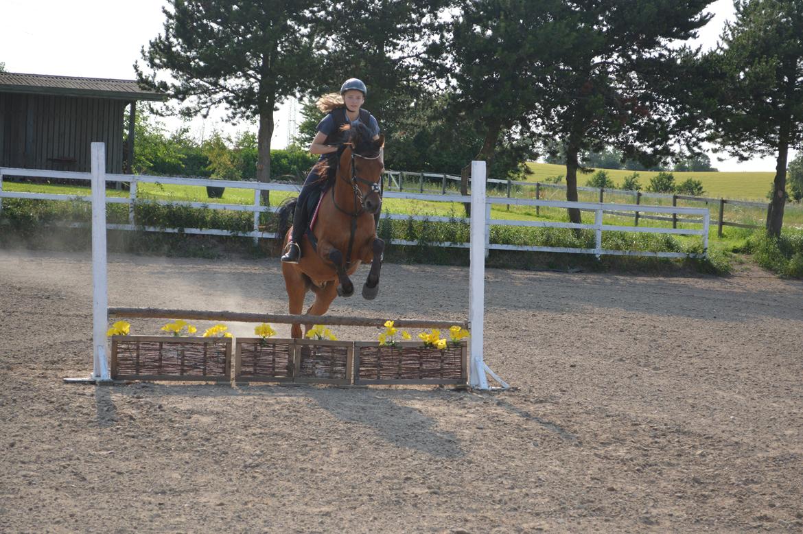 Arabisk fuldblod (OX) Wafeeq OX billede 10