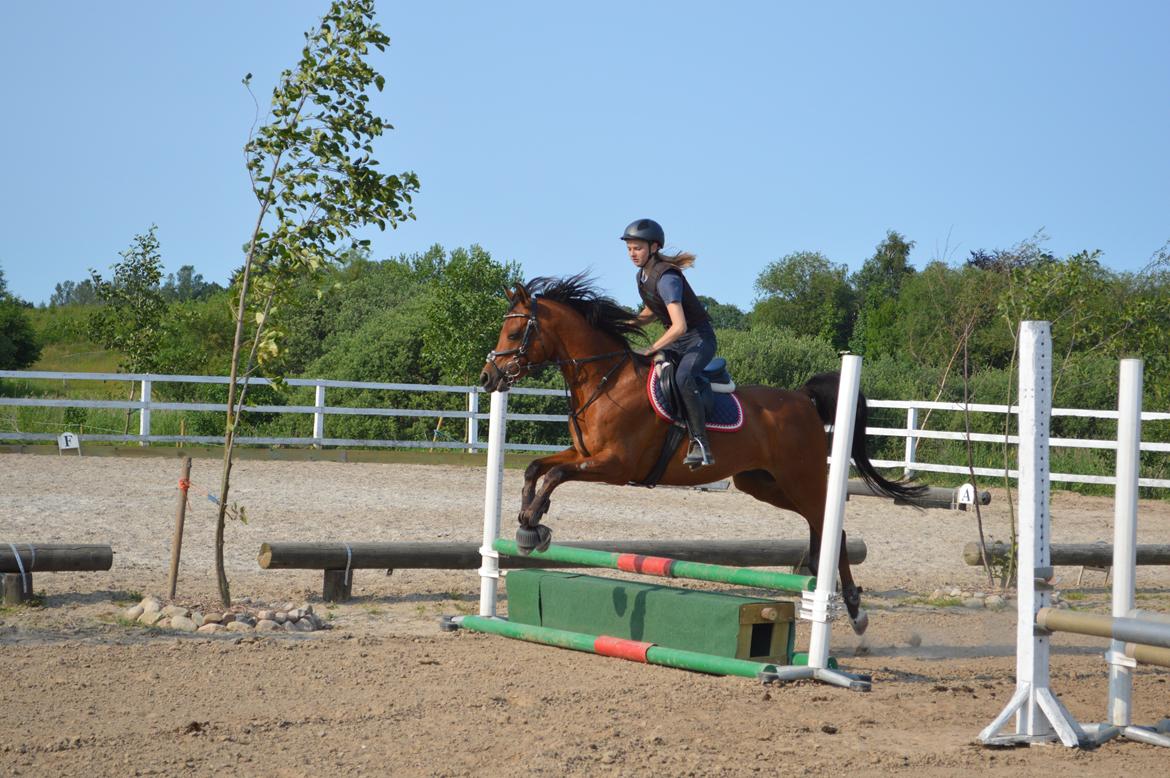 Arabisk fuldblod (OX) Wafeeq OX billede 12