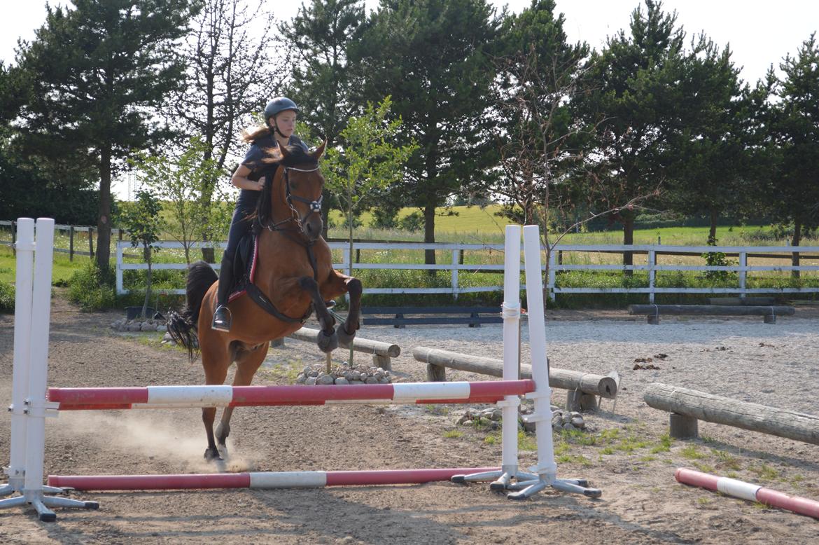 Arabisk fuldblod (OX) Wafeeq OX billede 21