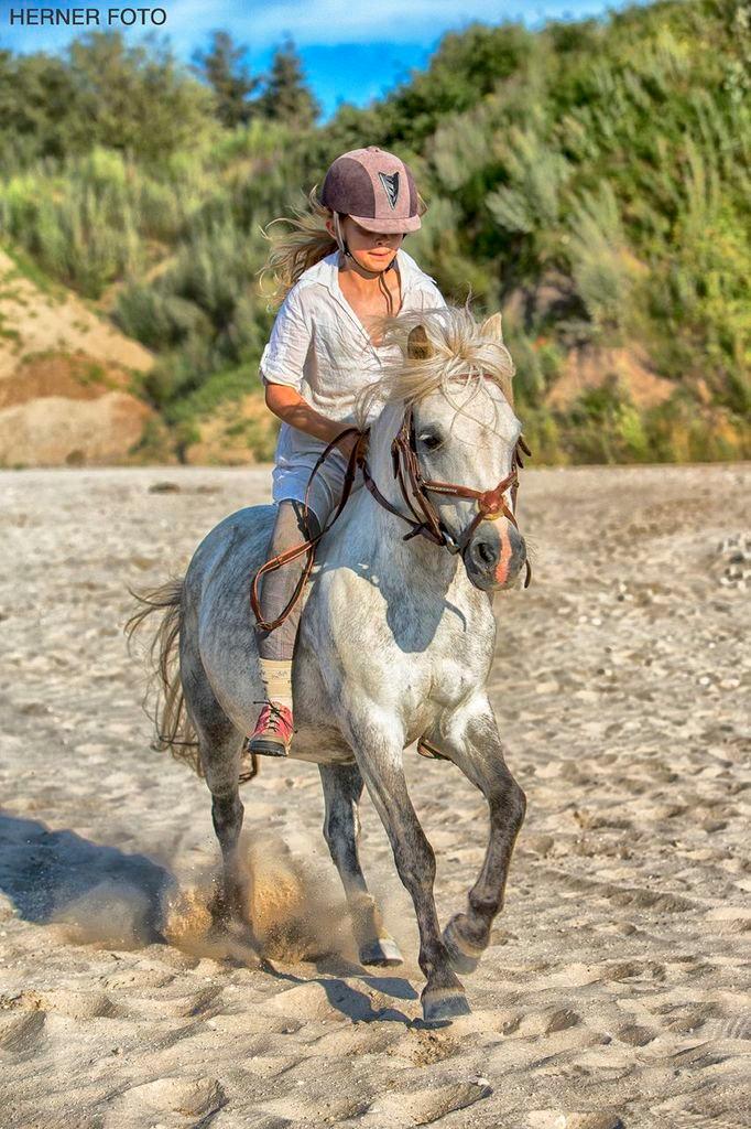 Welsh Mountain (sec A) Cirkus, født 14. juni - Dejlig galop på min bedste Cirkus billede 1