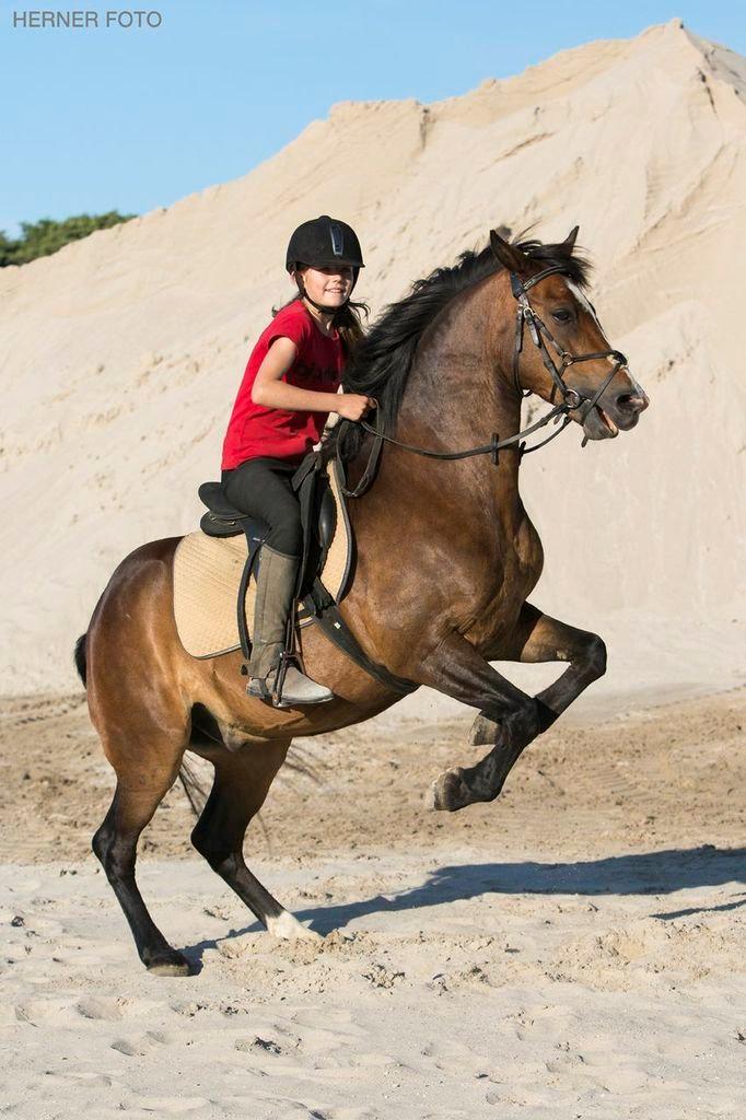 New Forest La Fayette Skovly billede 4