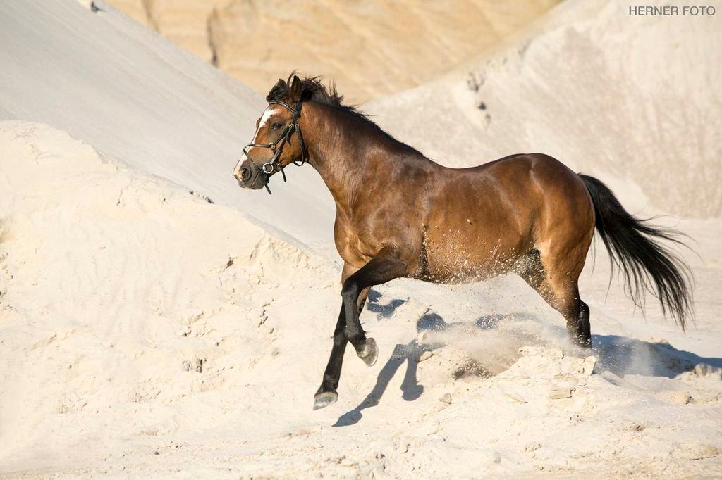 New Forest La Fayette Skovly billede 5