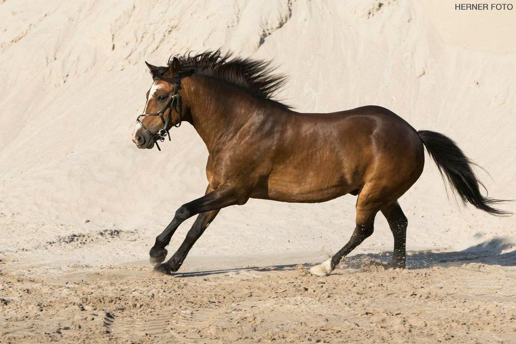 New Forest La Fayette Skovly billede 6