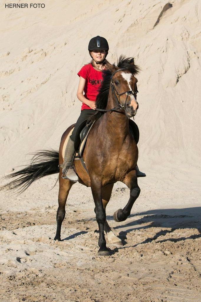 New Forest La Fayette Skovly billede 2