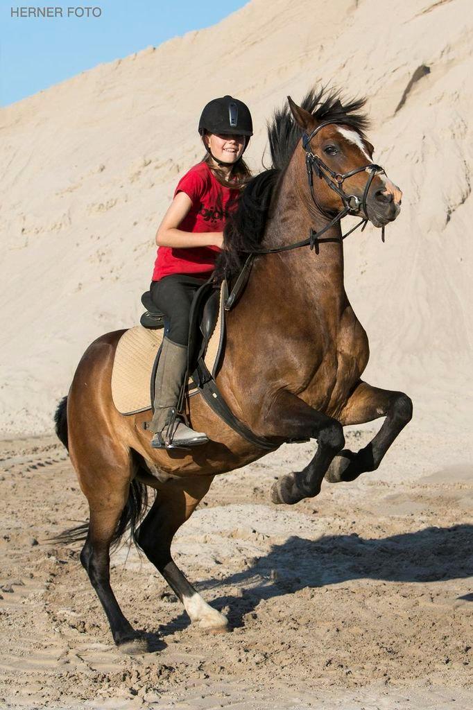 New Forest La Fayette Skovly billede 3