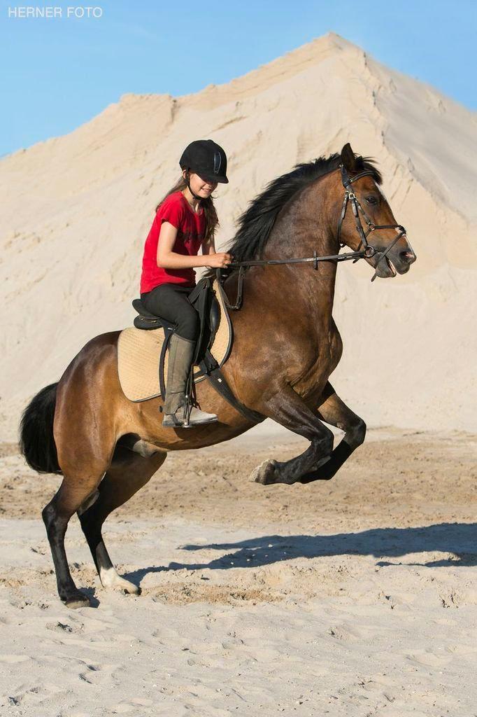 New Forest La Fayette Skovly billede 1