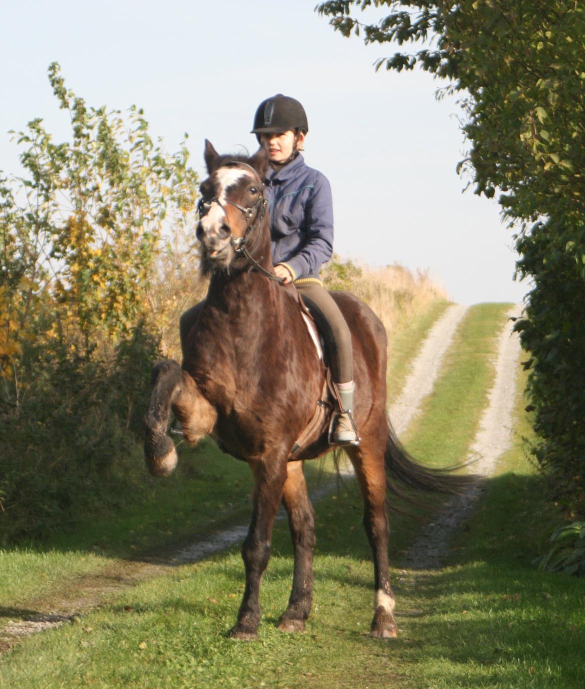 New Forest La Fayette Skovly billede 8