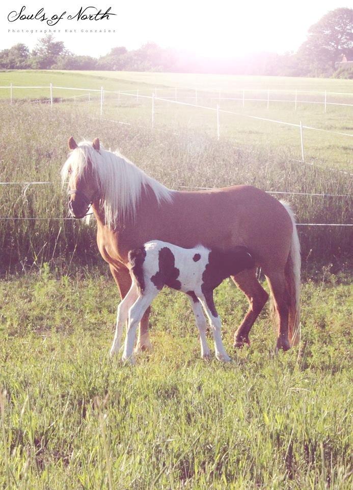 Haflinger Birch's Currin - Currin og Sirius - skønt foto! Taget af: Katja Gonzalez (Souls of North).  billede 18