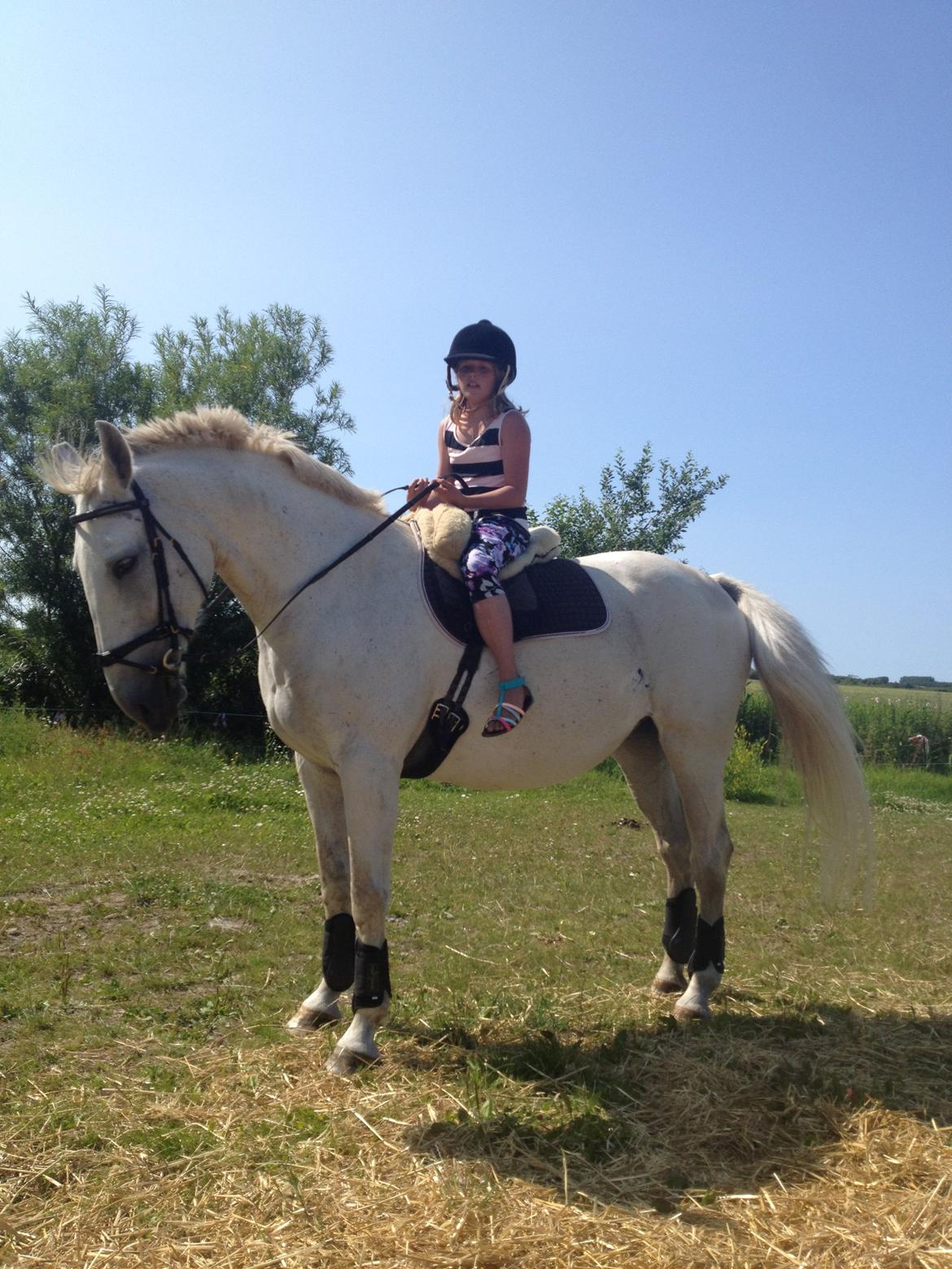 Lipizzaner Dalsø´s kiri - kiri er lære maja at ride. :)  billede 21