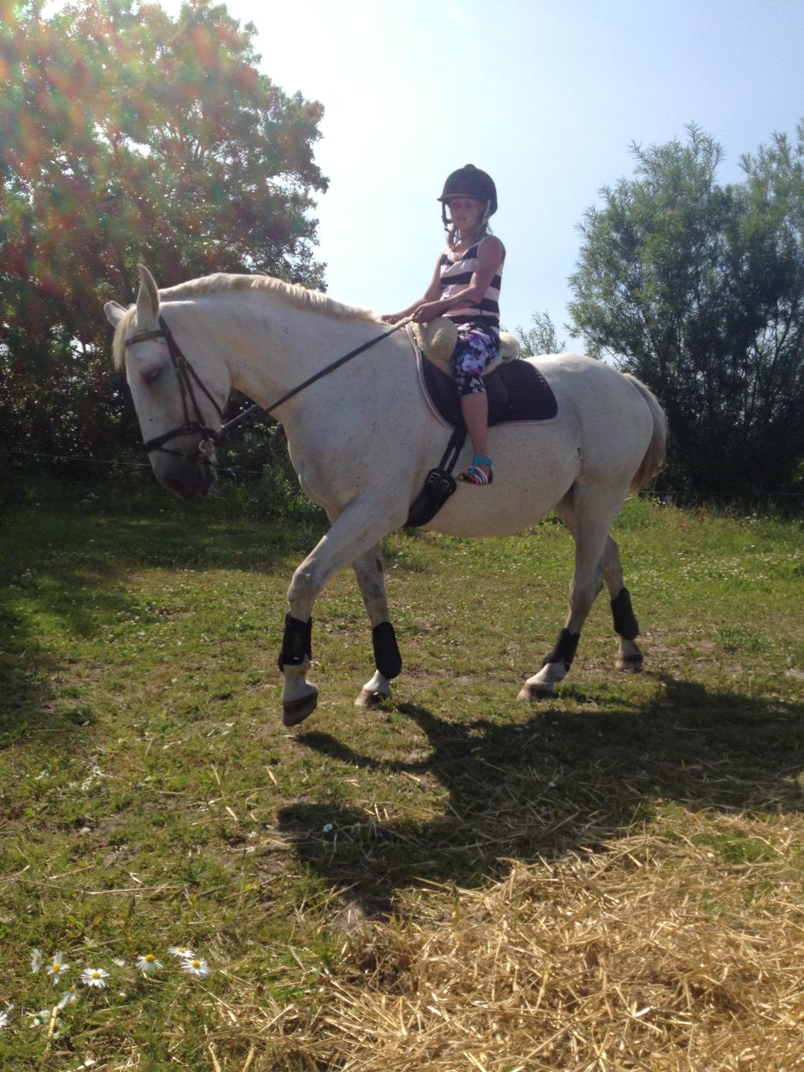 Lipizzaner Dalsø´s kiri - maja og kiri billede 22