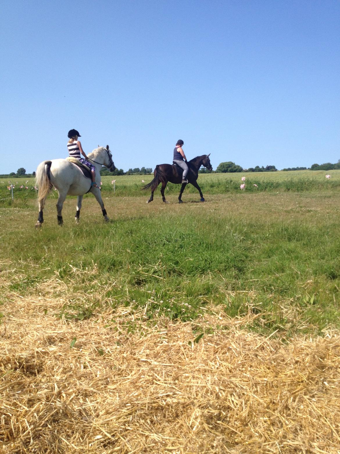 Lipizzaner Dalsø´s kiri billede 23