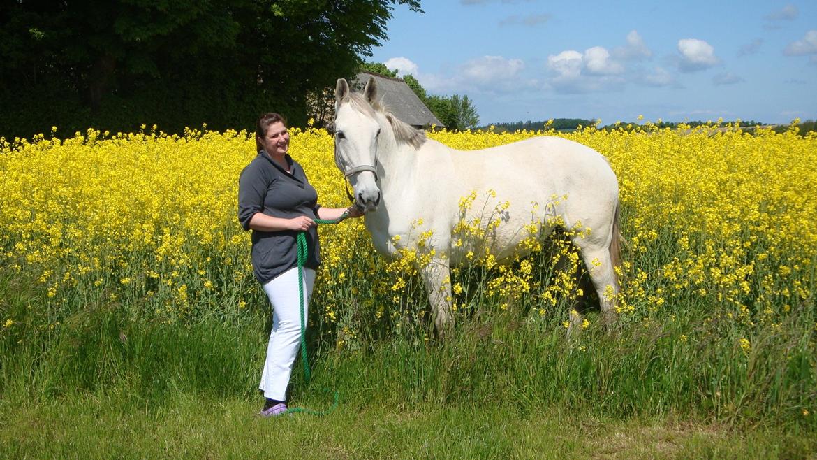 Lipizzaner Dalsø´s kiri billede 24