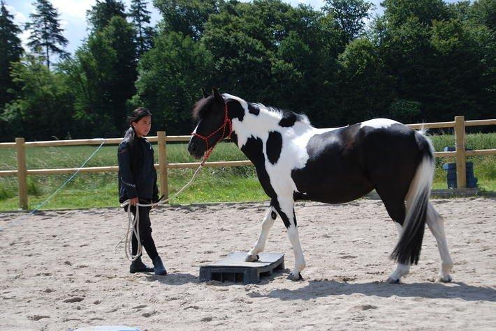 Anden særlig race Bonni - Ride lejr 2013 billede 4