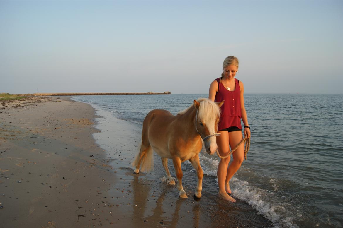 Shetlænder Bambus billede 5